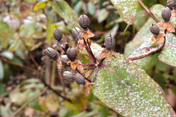 Hypericum calycinum im Winter von Raureif belegt