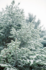 Spruce branches close-up in the snow. Winter postcard, the first snow lies on the branches © Ольга Симонова