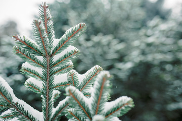 Spruce branches close-up in the snow. Winter postcard, the first snow lies on the branches