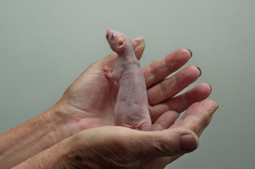 A small rat is held in his hands.