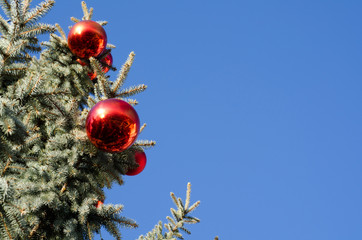 Red Christmas Balls on a Tree Branch Against blue Clear sky.