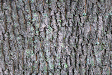 gray bark of a tree with deep relief and green moss close-up. rough surface texture