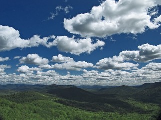 Naklejka premium forest