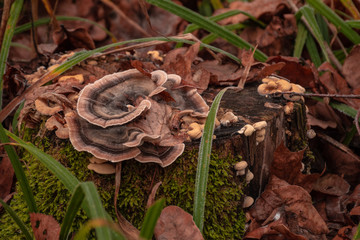 old stump overgrown with moss and mushrooms