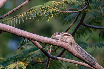 squirrel on a tree