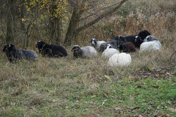 Weide mit liegenden Schafen