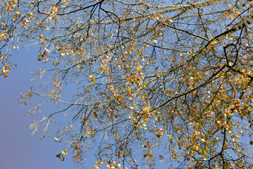 Winterlicher Ausschnitt Baumzweigen  und Ästen mit dem letzten Herbstlaub und mit blauem Himmel im Hintergrund
