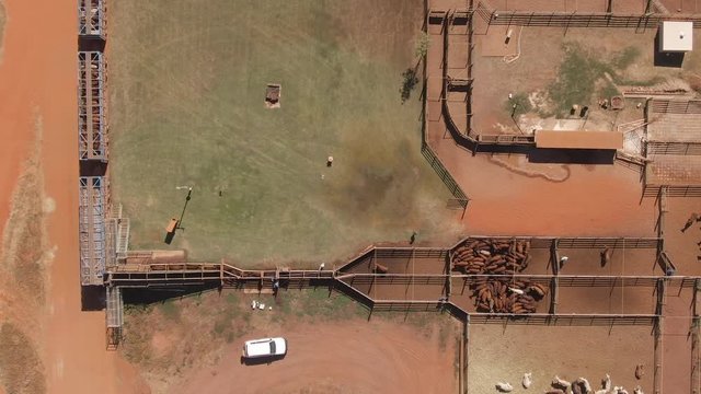 Aerial: Huge Factory farm in preparing to ship cattle livestock offshore in trucks and ships for import into Asia, Middle east and europe. Cow Factory farms.
