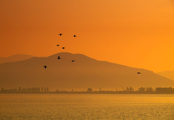 Birds flying over Orestiada lake, Kastoria Greece, sunrise morning mist.