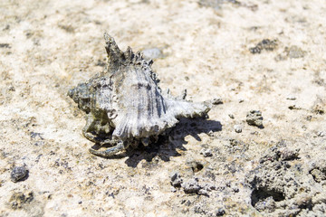 Hermit crab with big shell walking on muddy ground, coast of Zanzibar
