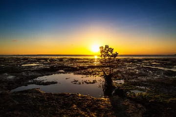 Poster Sunset at the coast at low tide, mangrove silt with muddy ground, Zanzibar © Nadine