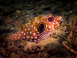 Juvenile White spotted puffer fish (Arothron hispidus) nested inside a coral in Anilao, Philippines.  Marine life and underwater photography.