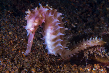 The spiny seahorse (Hippocampus histrix), also referred to as the thorny seahorse in Anila0, Philippines.  Marine life and underwater photography.