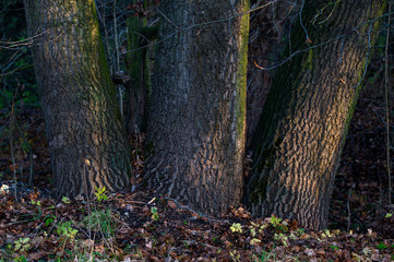 Three trunks growing side by side.