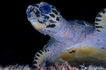 Hawksbill sea turtle (Eretmochelys imbricata) swimming around coral reef near Anilao, Batangas, Philippines	