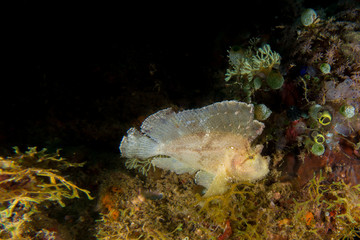 Leaf Scorpionfish also known as Scorpion Leaffish or Paperfish (Taenianotus triacanthus) at a reef near Anilao, Batangas, Philippines. Underwater photography and marine life.