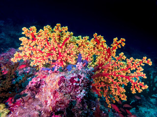 Fototapeta na wymiar Bright colored soft tree coral (Dendronephthya sp.) near Anilao, Batangas, Philippines. Underwater photography and marine life.