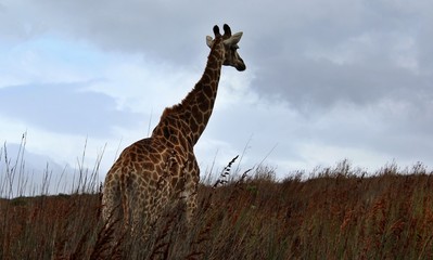 the wild animals of South Africa