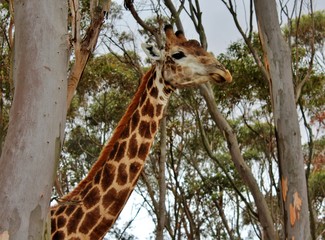 the wild animals of South Africa