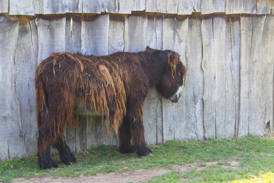 Baudet du Poitou dans son enclos au zoo