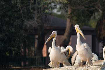 Obraz premium Great White Pelicans