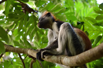 Zanzibar red colobus in Jozani forest. Tanzania, Africa
