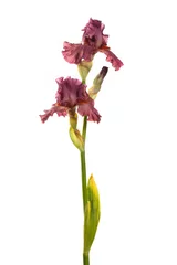 Stoff pro Meter Dunkelburgunderrote Irisblüte isoliert auf weißem Hintergrund. © ksi