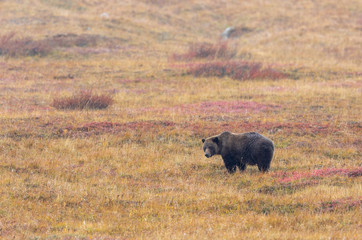 Grizzly Bear on the Tundra in Denali National Park in Autumn