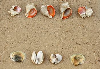 sea shells