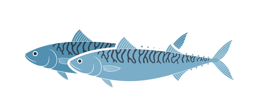 blue mackerel fish swimming on white clip art preview