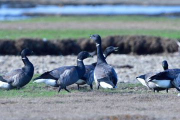 Ringelgänse in Schweden im Herbst