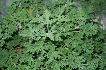 Pelargonium graveolens