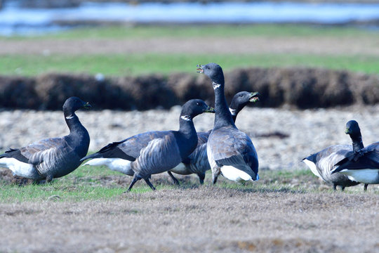 Ringelg&auml;nse in Schweden im Herbst