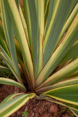 Phormium tenax variegatum