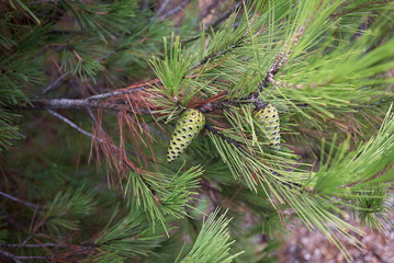 Pinus halepensis