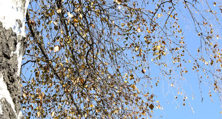 Winterlicher Ausschnitt Baumzweigen und Ästen mit dem letzten Herbstlaub und mit blauem Himmel im Hintergrund