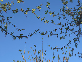 green branches over blue sky