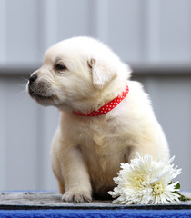 a nice cute labrador puppy on a blue background