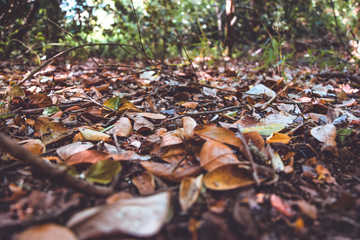 dry leaves on the ground of a forest