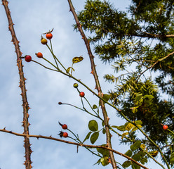 Hagebutte auf dem Hintergrund eines blauen Himmel