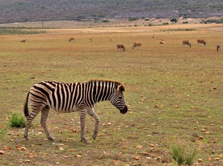 the wild animals of South Africa
