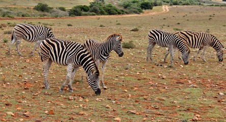 the wild animals of South Africa