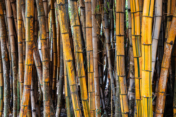 floresta de bambú, arvore tipica japonesa - obrazy, fototapety, plakaty