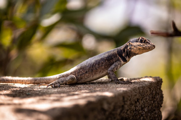 lizard on rock