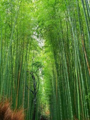 Fototapeta premium Bamboo forest arashiyama ,beautiful from natural. 