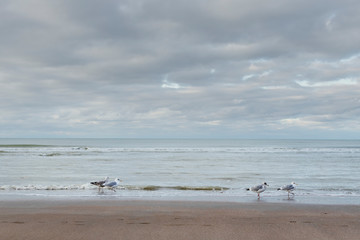 Nieuwpoort, Belgium - November 14,02019: Seagulls on the beach