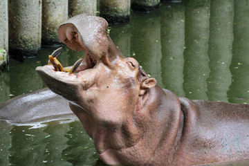 hippopotamus smile in zoo at thailand