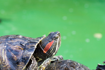 Pond slider