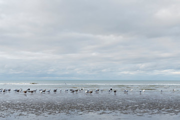 Nieuwpoort, Belgium - November 14,02019: Seagulls on the beach