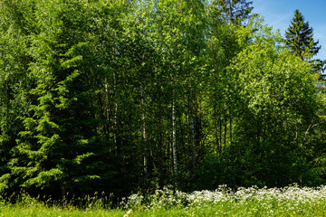 Fototapeta premium Evergreens and deciduous trees in virgin forest against blue sky. Beautiful summer landscape. Rest and enjoyment. Relaxation and meditation. Beauty of Russian nature in suburbs.